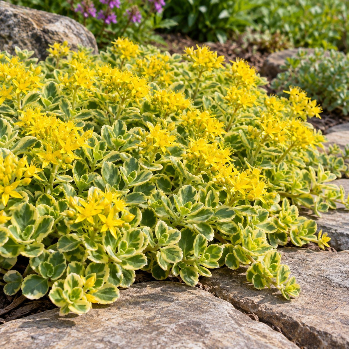 Boogie Woogie Stonecrop