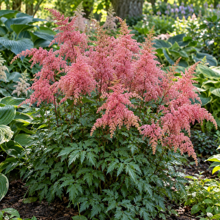 Bressingham Beauty astilbe with feathery pink plumes over ferny foliage in a shade garden