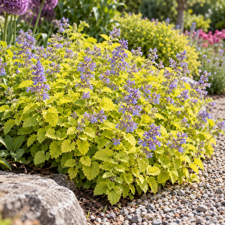 Chartreuse on the Loose catmint (Nepeta) with chartreuse leaves and lavender flowers