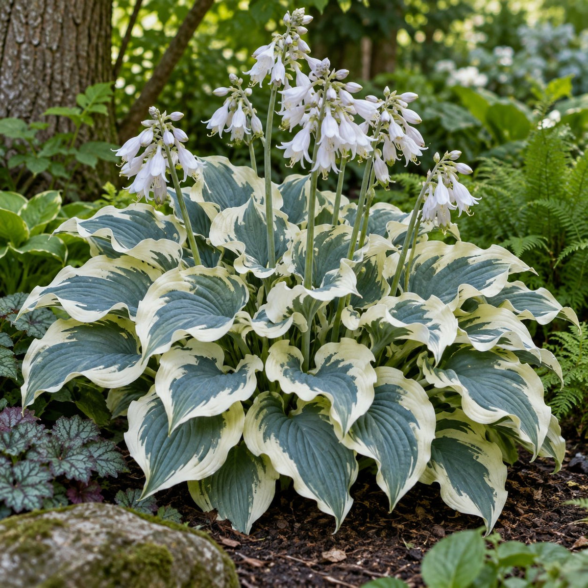Dancing in the Moonlight Hosta