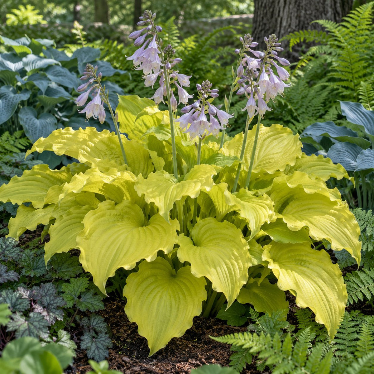 Dancing Queen Hosta