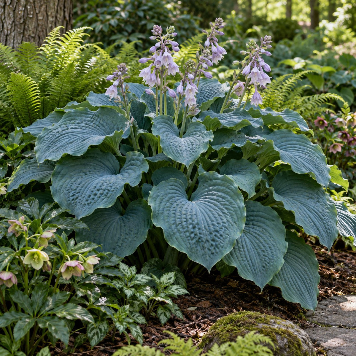 Diamond Lake Hosta