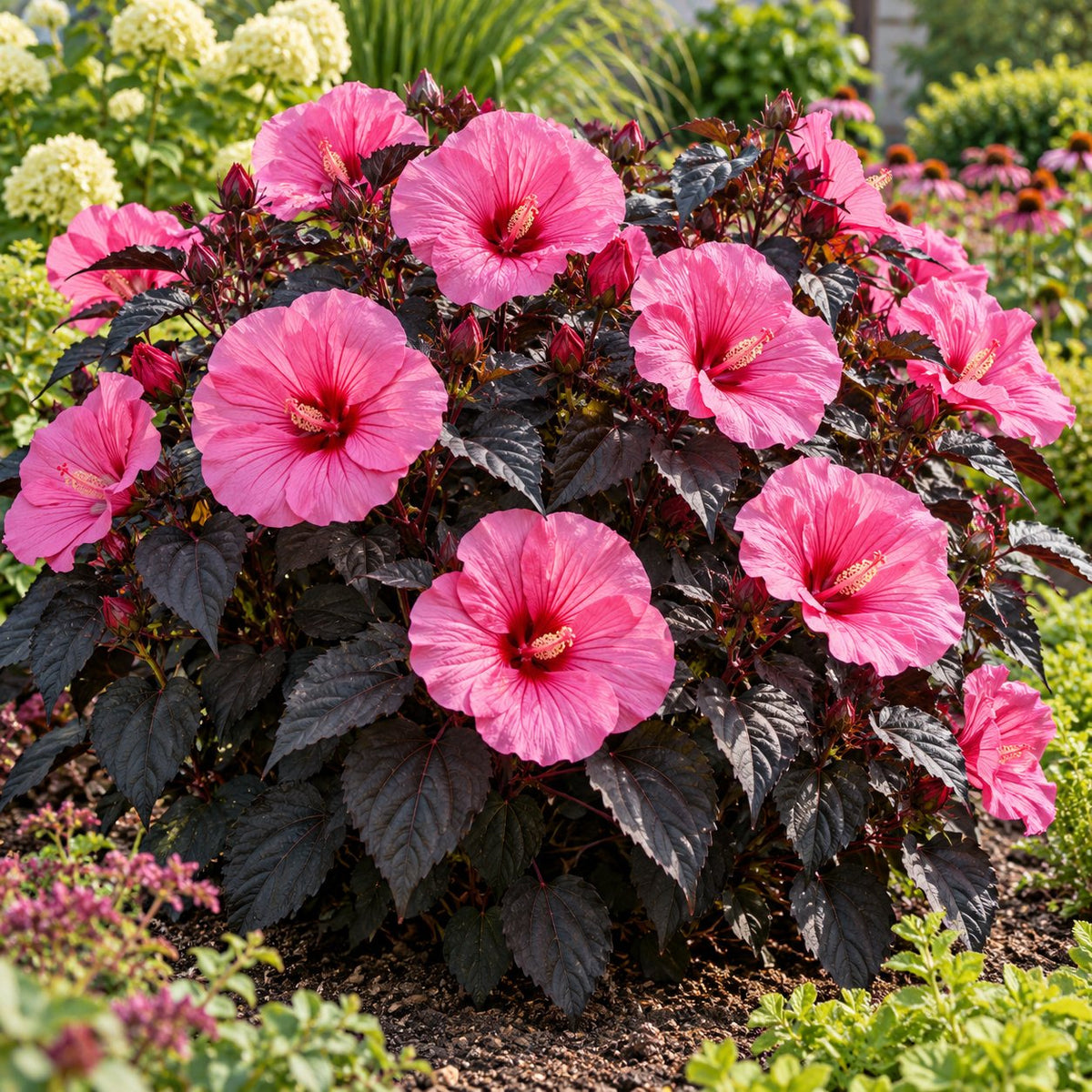 Edge of Night Hardy Hibiscus