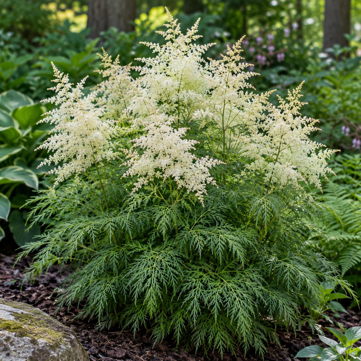 Fairy Hair Goat's Beard