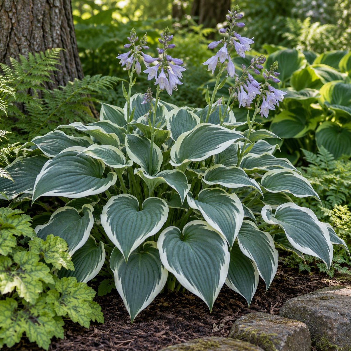 First Frost Hosta