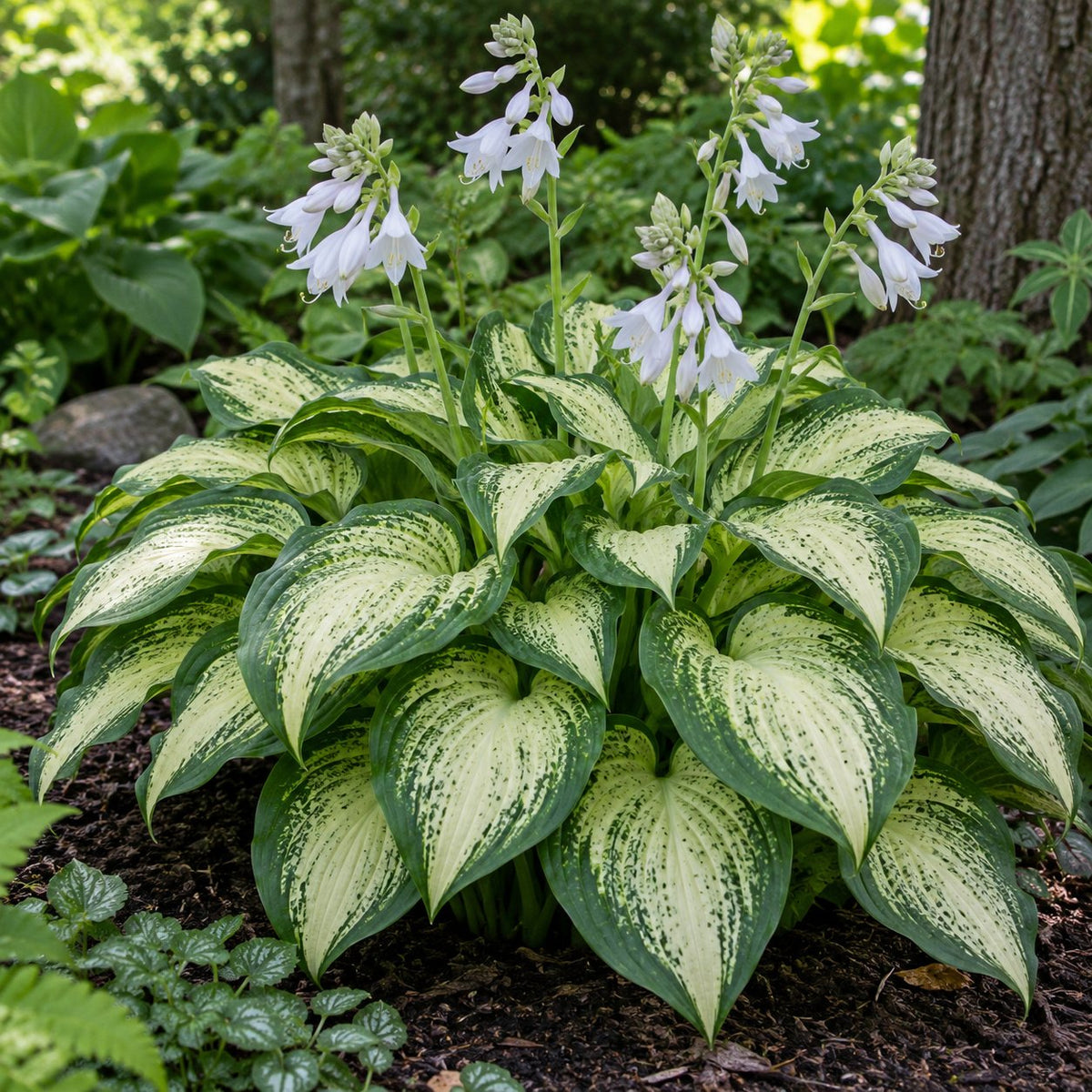 Frog in My Throat Hosta