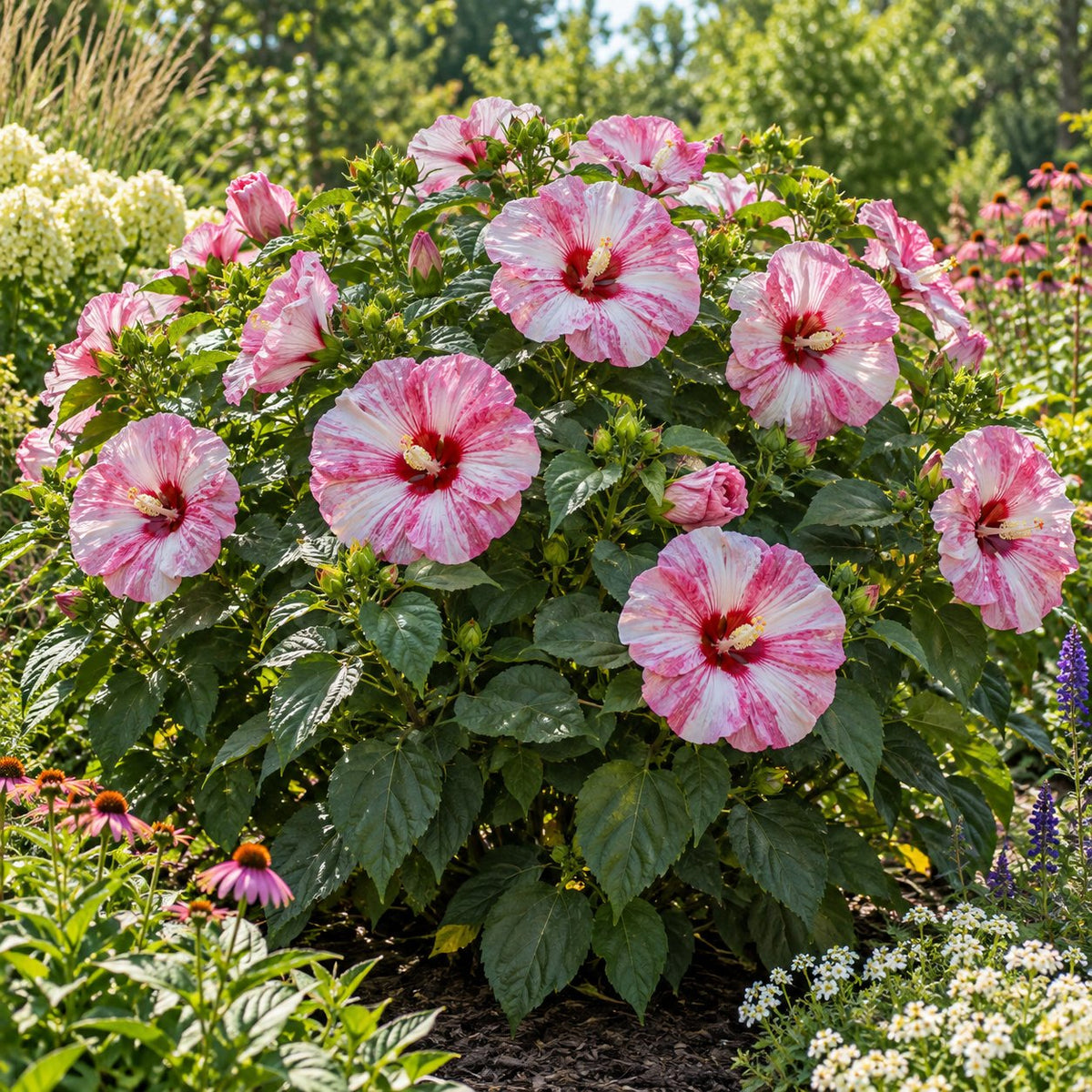 Glitter Bomb Hardy Hibiscus