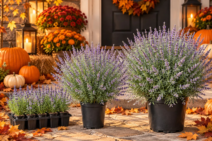 Impress Purple lavender in pots and a plug tray with pumpkins and mums in a fall display, illustration