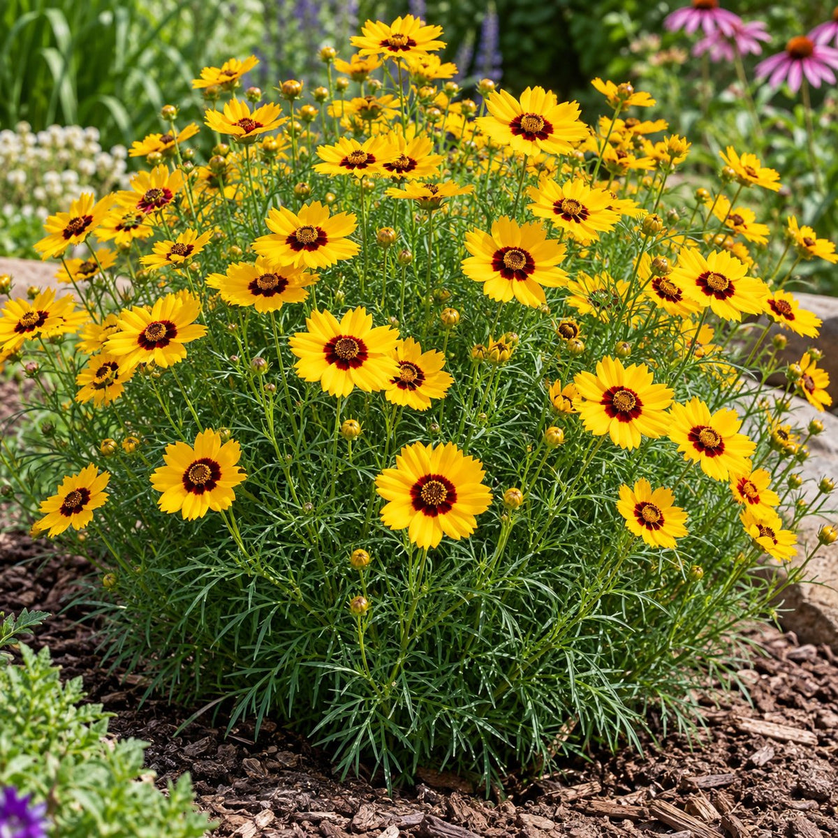 Golden Needles Threadleaf Coreopsis