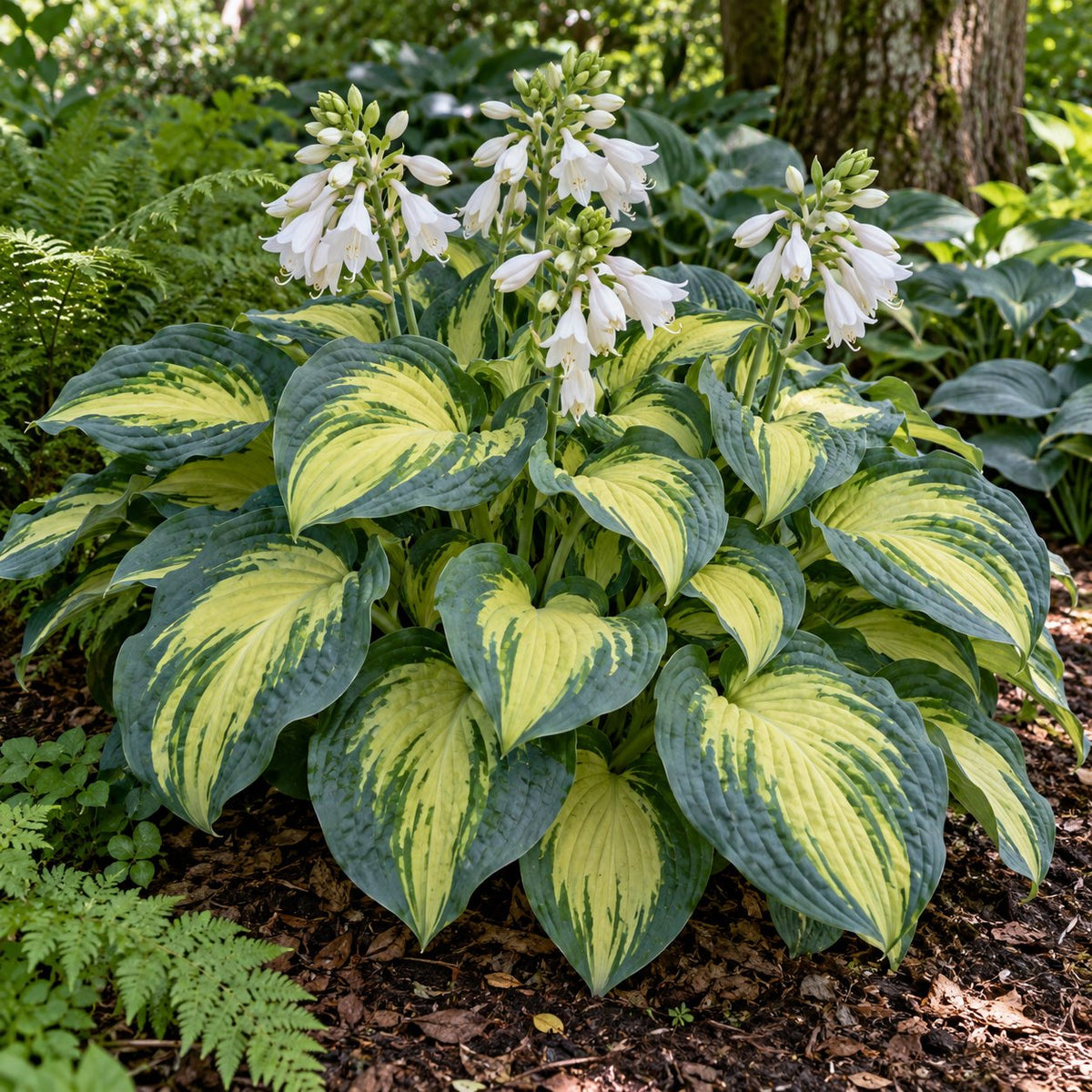 Great Expectations Hosta