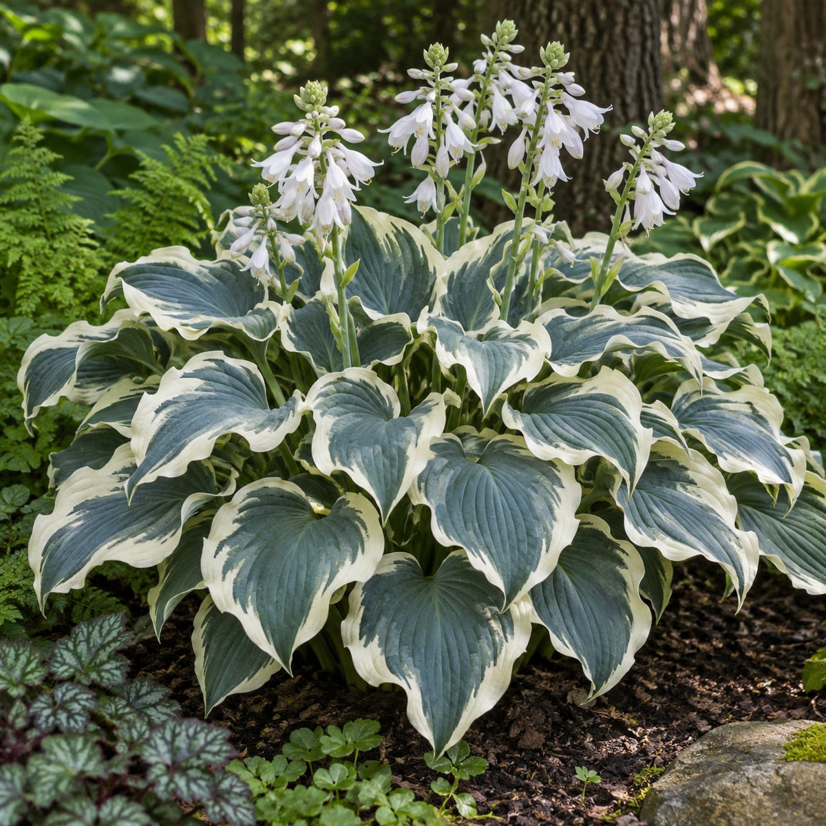 Hope Springs Eternal Hosta