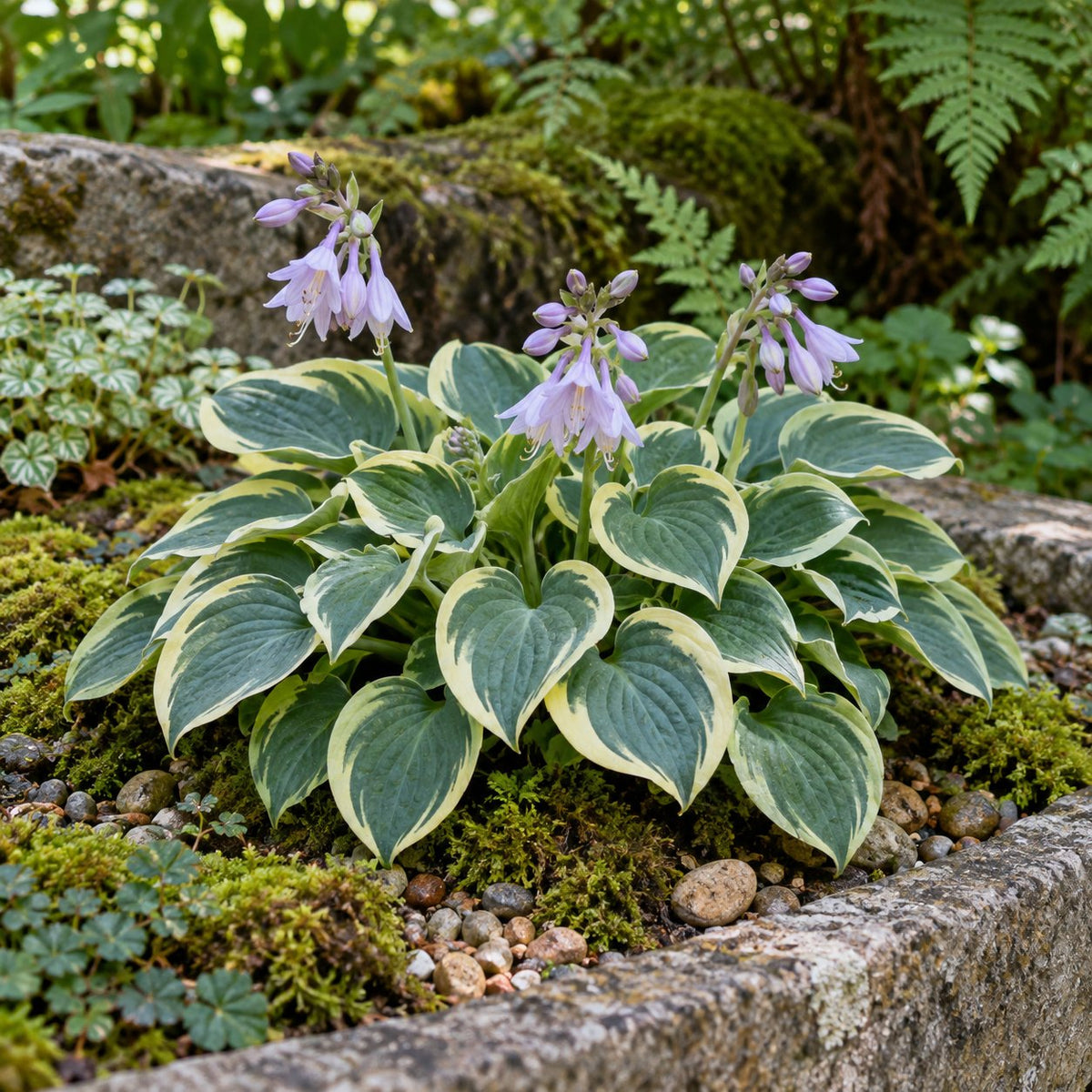 Mighty Mouse Hosta