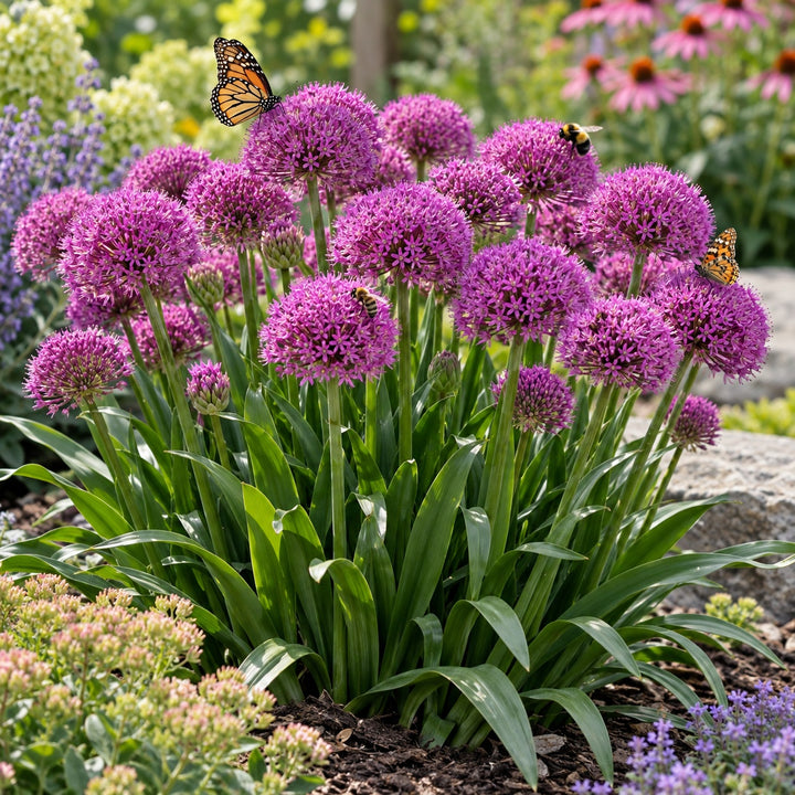 Millenium ornamental onion with rosy purple globe flowers and butterflies