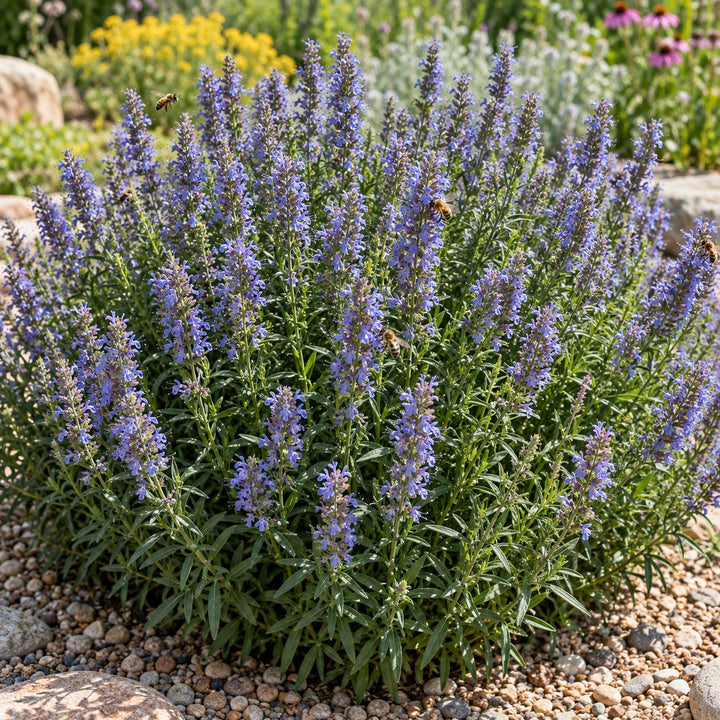 Nectar Ninja hyssop (Agastache) with blue-violet flower spikes on a gravel bed