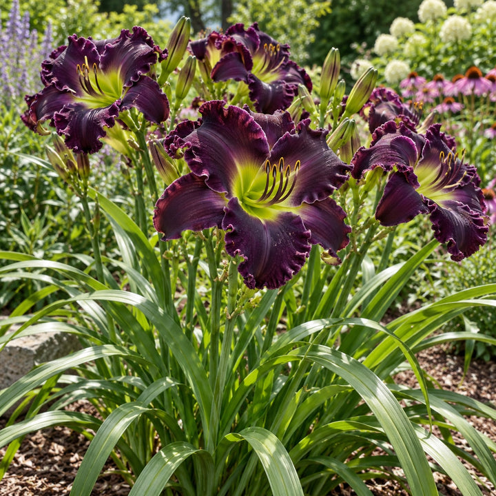 Nosferatu daylily with ruffled deep purple blooms and bright lime throats