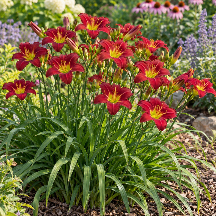 Pardon Me daylily with small cranberry red blooms and yellow-green throats