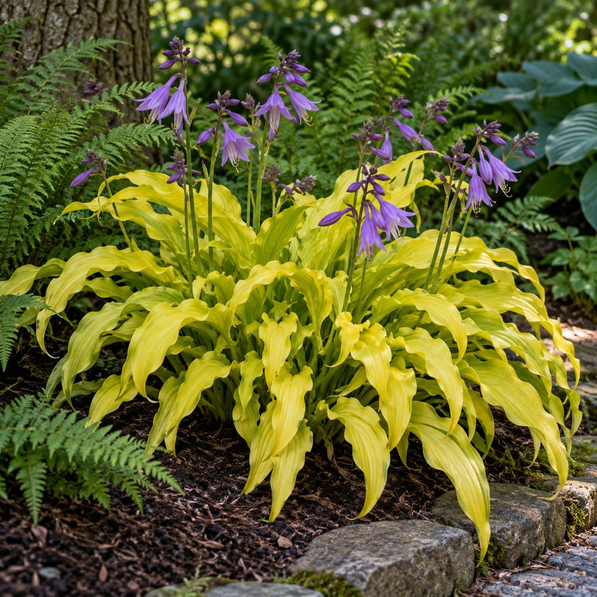 Party Streamers Hosta