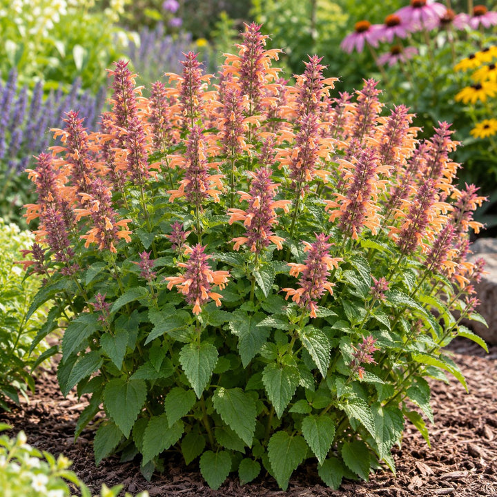 Peachie Keen hummingbird mint (Agastache) with peach-orange flower spikes in a mulched garden bed