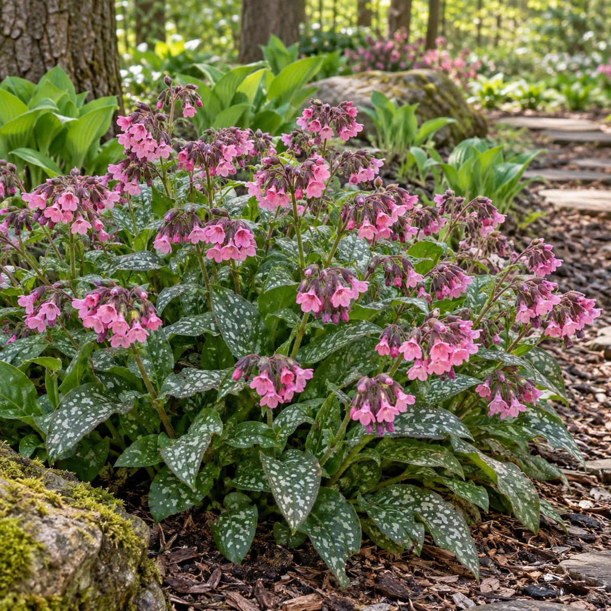 Pretty in Pink Lungwort
