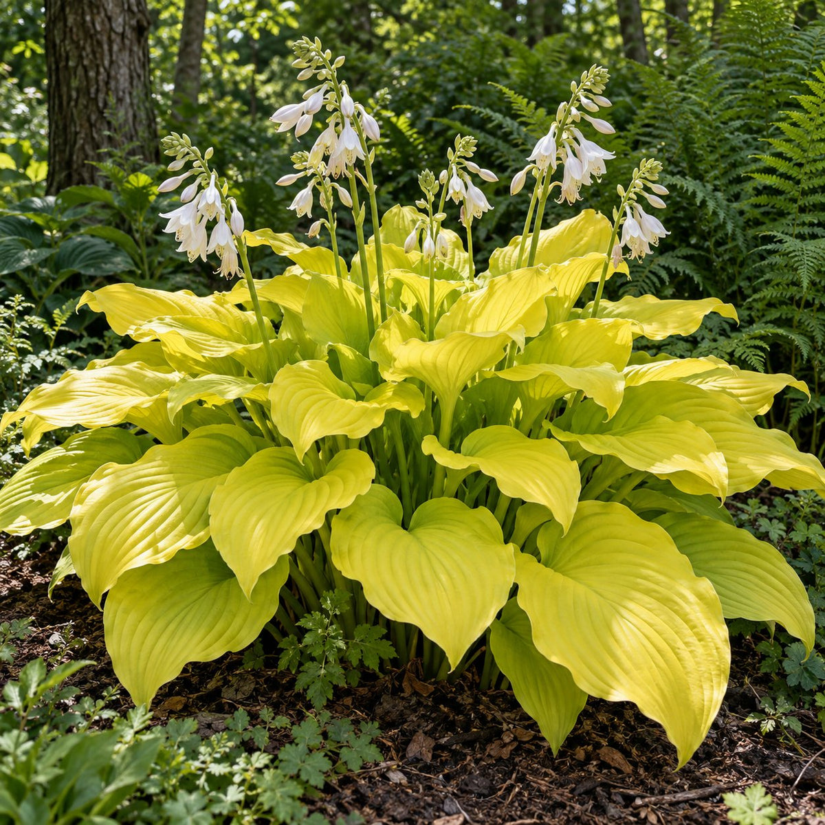 Seasons in the Sun Hosta