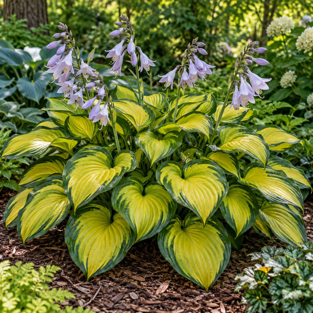 Stained Glass Hosta