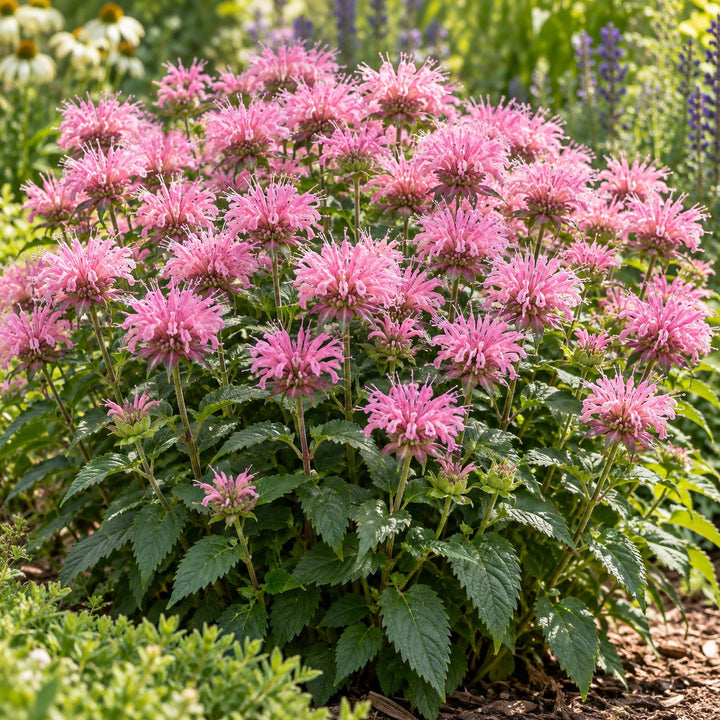 Sugar Buzz Pink Frosting bee balm (Monarda) with pale pink blooms on a rounded plant