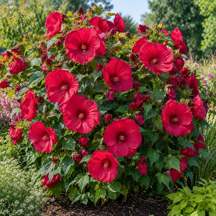Summer in Paradise hardy hibiscus with abundant rose-red blooms on a large rounded plant