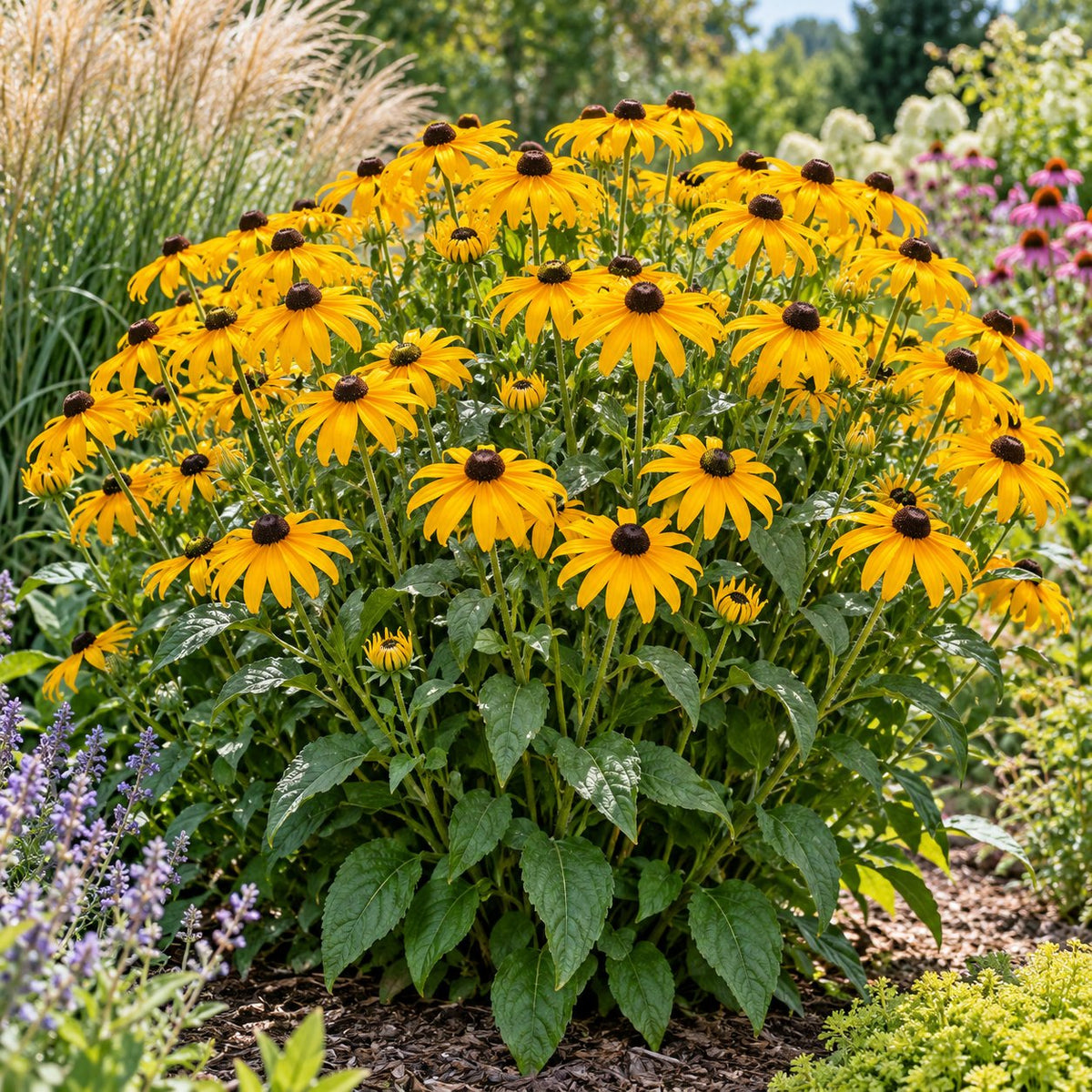 Treasure Trove Black-Eyed Susan