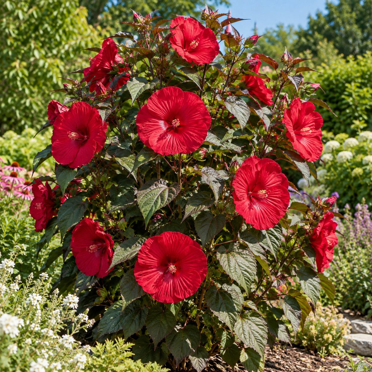 Valentine's Crush Hardy Hibiscus