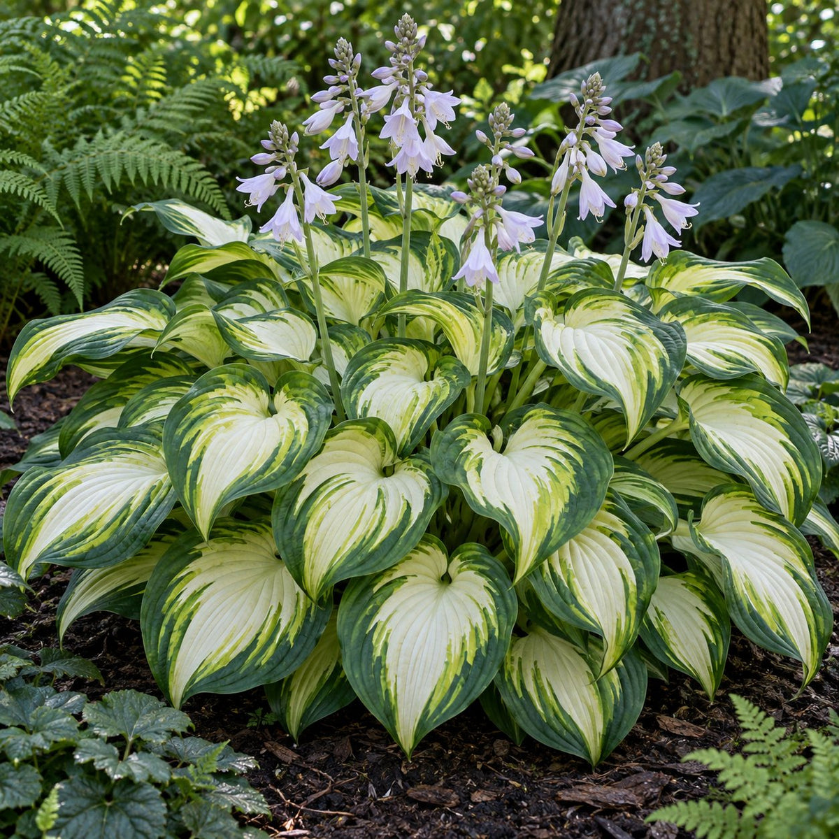 Vulcan Hosta