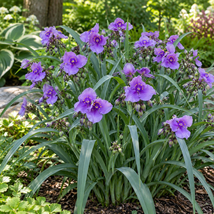 Webmaster spiderwort with violet three-petaled flowers and grassy foliage
