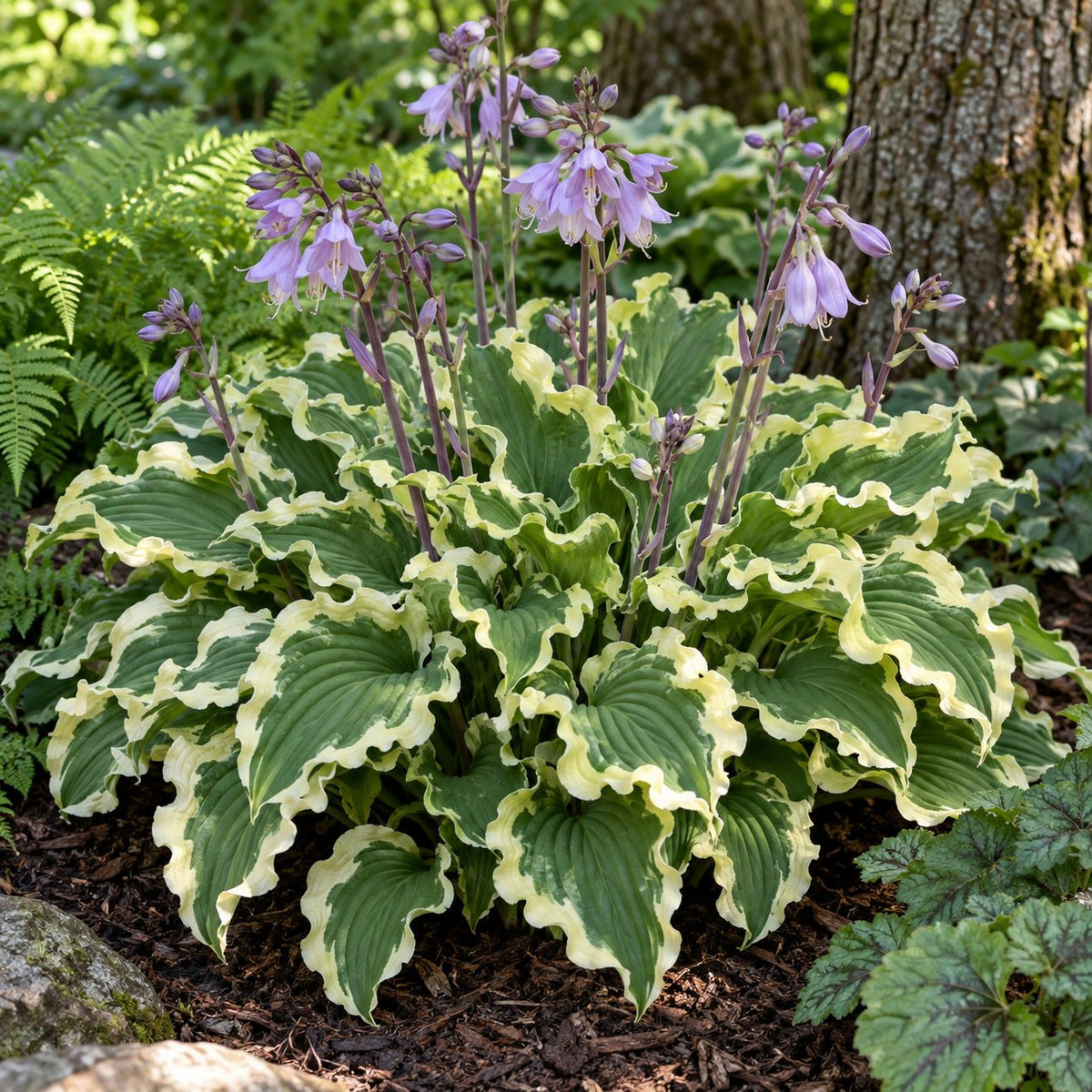 Wheee! Hosta