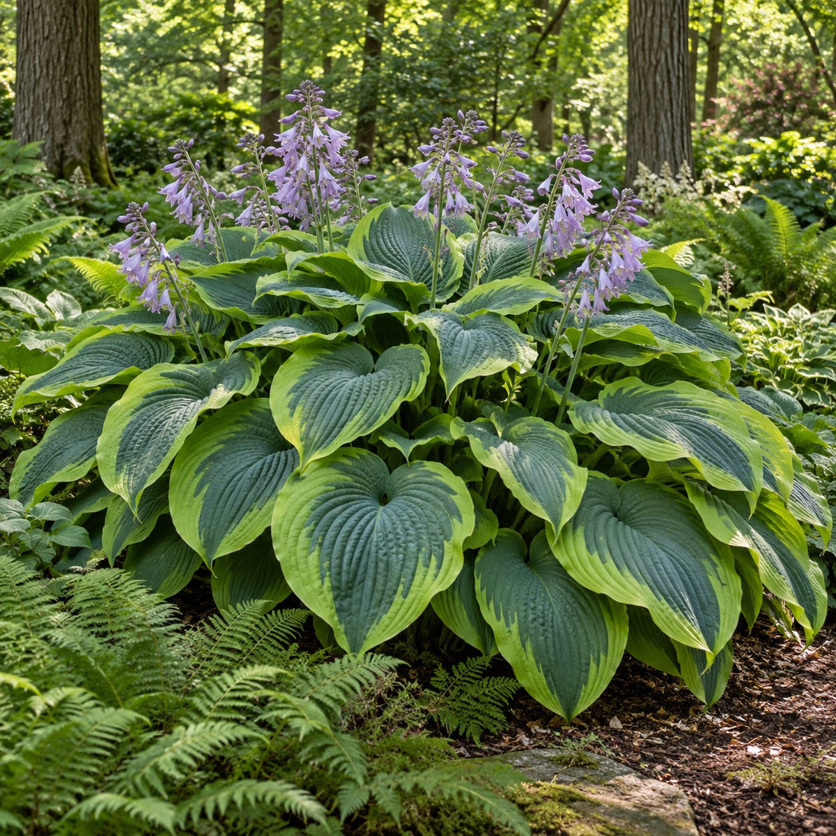 Wu-La-La Hosta