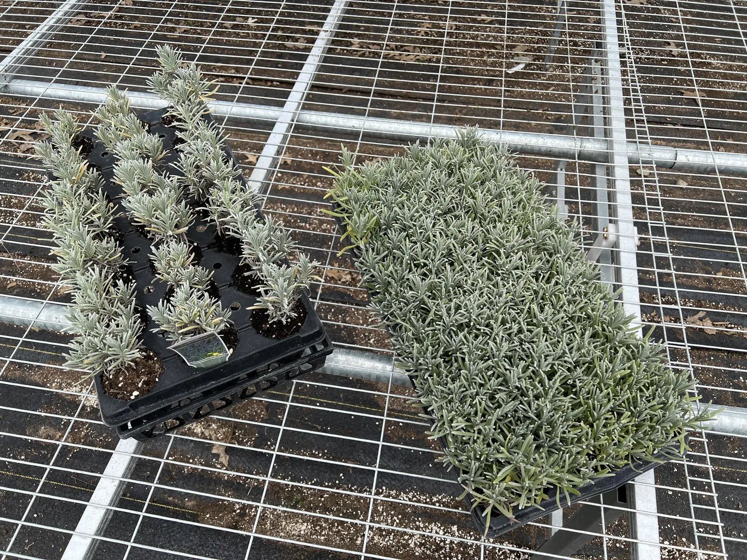 A 20-cell tray and a 72-cell tray of lavender side by side on a greenhouse bench