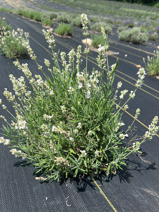 Ellagance Snow Lavender Seeds: White Blooms for Moon Gardens