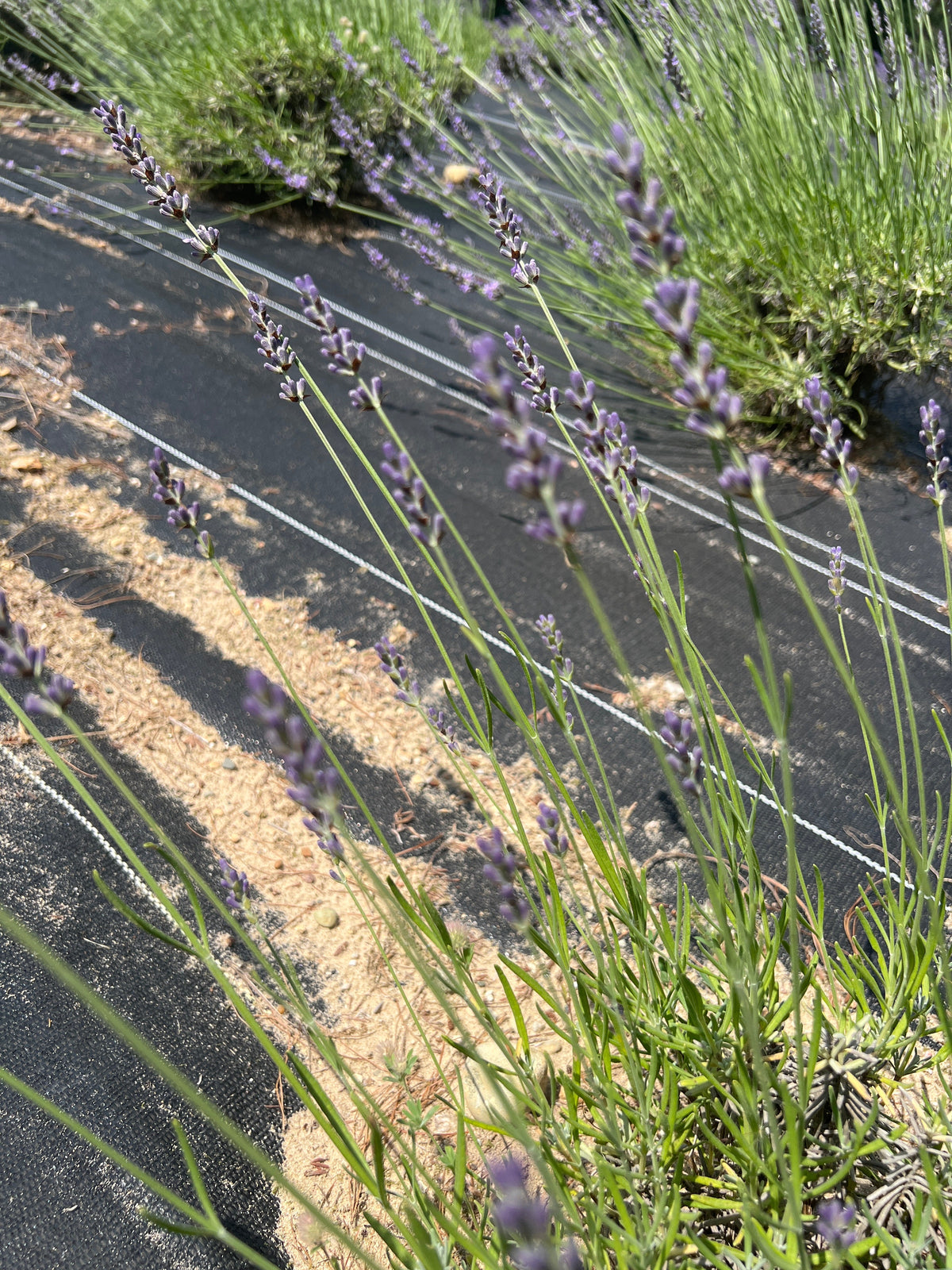 Riverina Alan Lavender: A Big Lavandin Built for Oil and Bundles