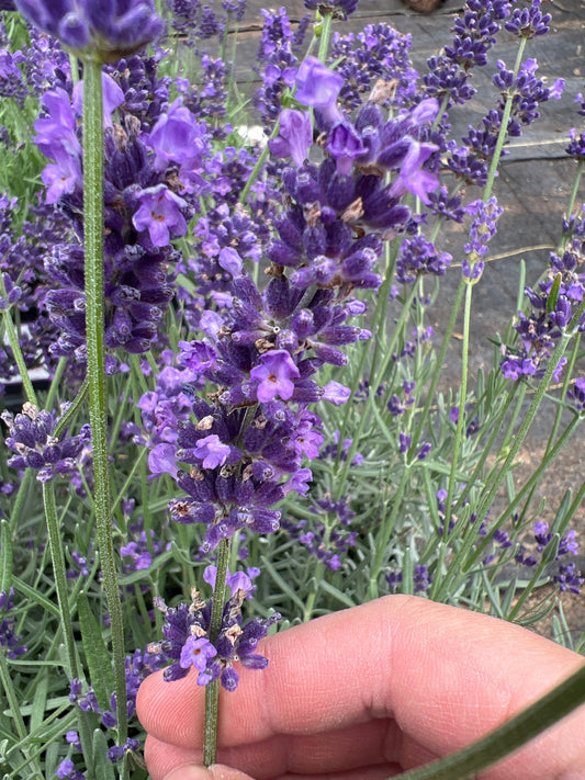 Big Time Blue Lavender: Long, Dense Spikes for Bouquets