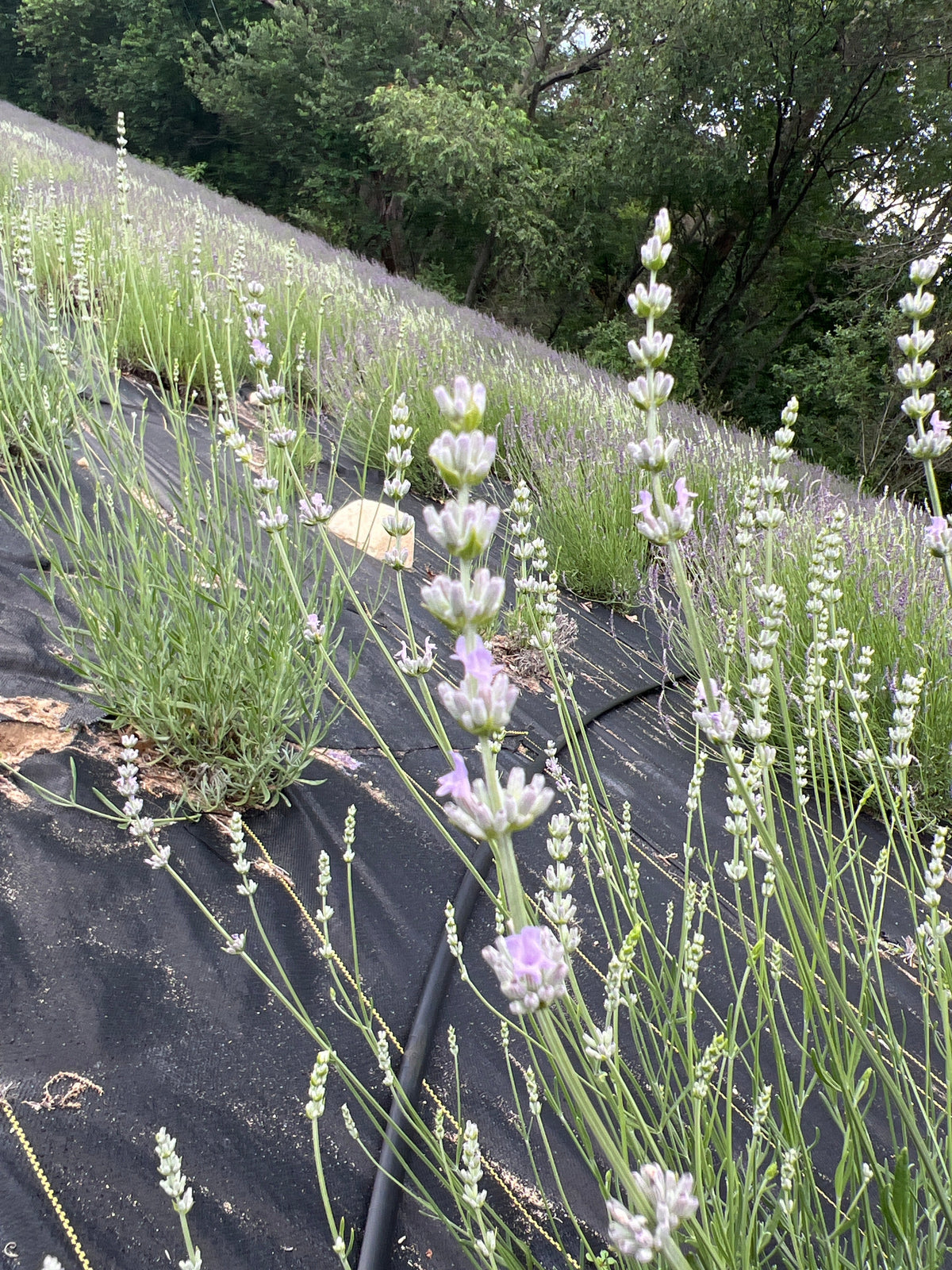 Hidcote Giant Lavender: An Award-Winning Lavandin Shrub