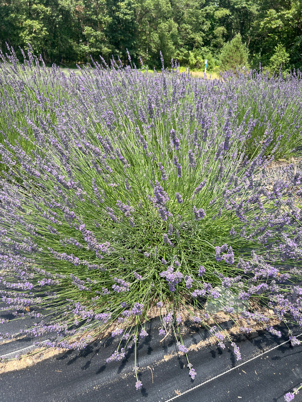 Abrialii Lavender: A Productive Lavandin for Oil and Long Stems