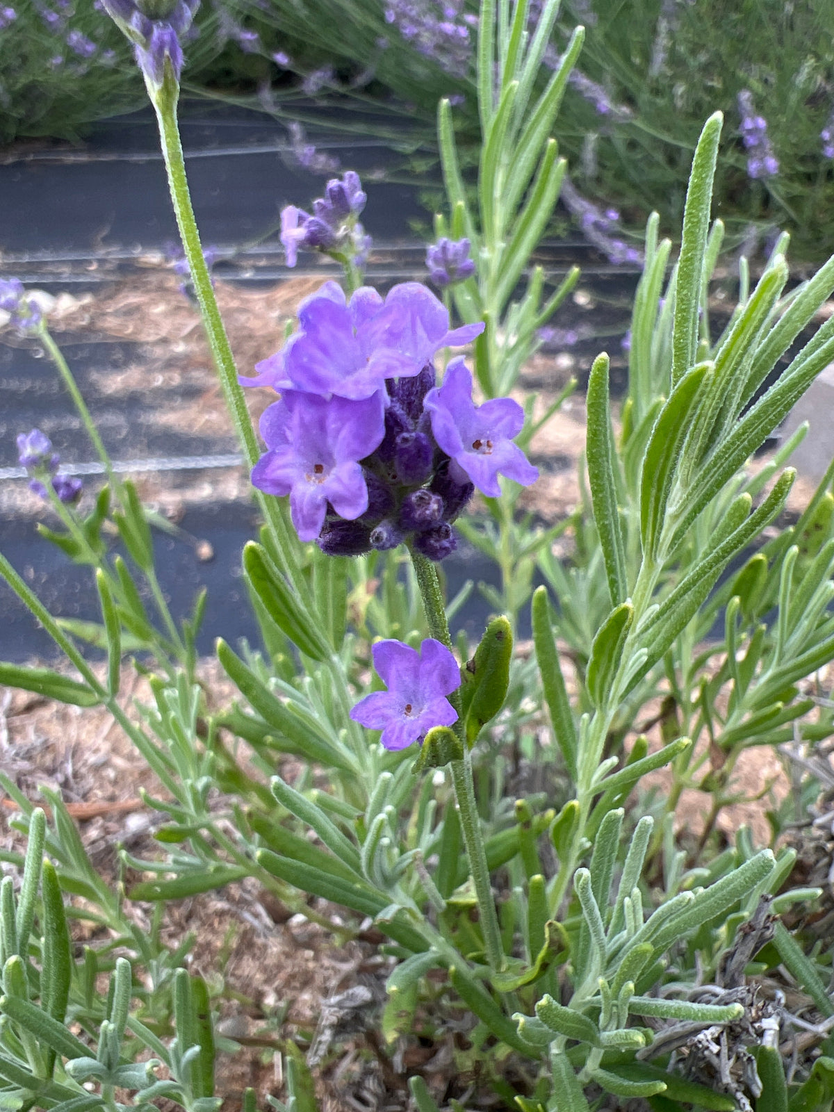Vicenza Blue Lavender: A Foot-High Edger for Kitchen Gardens