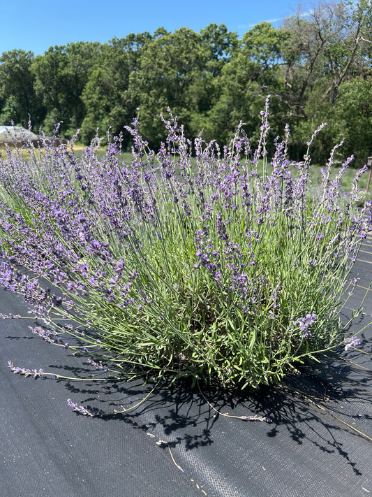 Royal Velvet Lavender Seeds: Long Stems for Bouquets and Drying