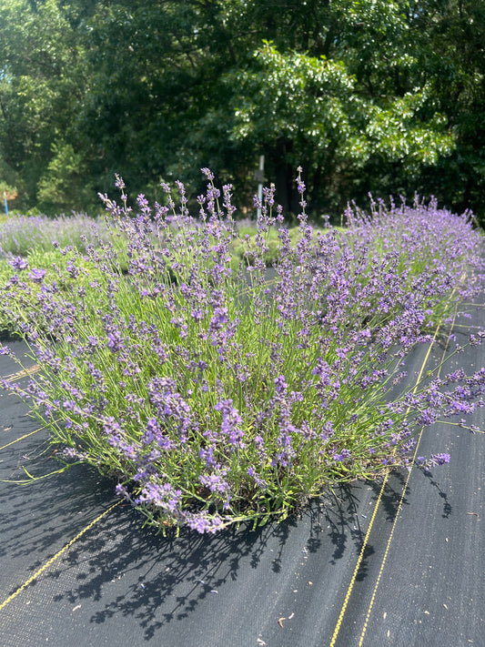Buena Vista Lavender: Rich Violet Color into Late Summer
