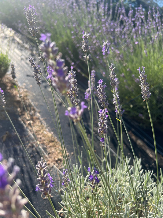 Ana Luisa Lavender: A Giant Silver Hybrid with Very Long Stalks