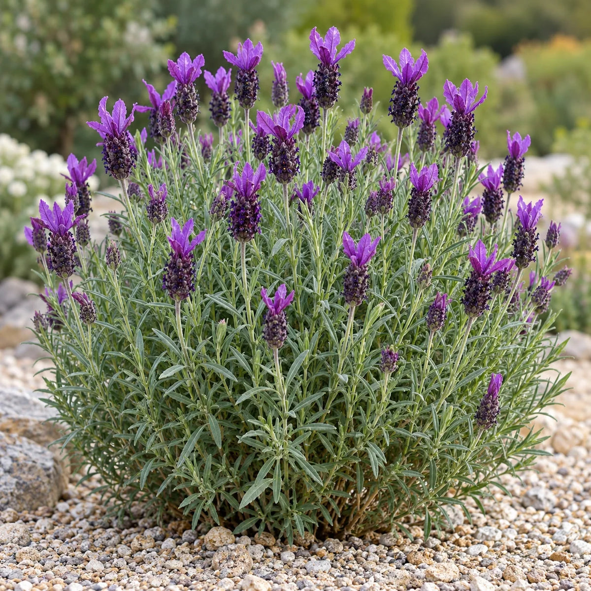 Primavera Lavender: Royal Purple Heads with Burgundy Flags