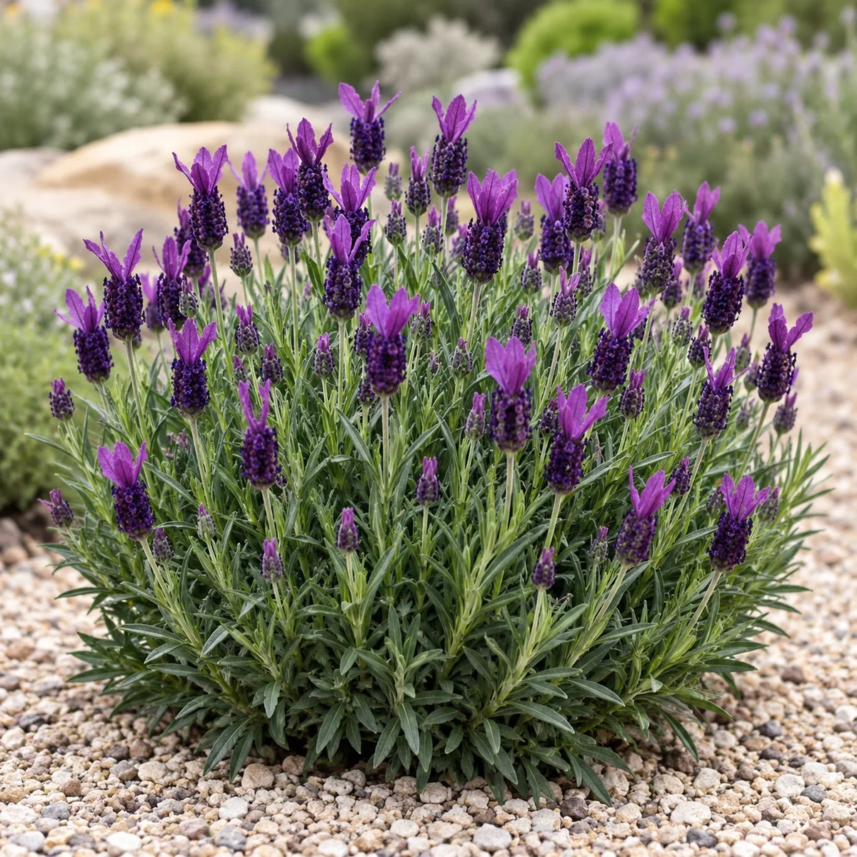 Vanessa Leigh Lavender: A Dwarf Dark Violet Spanish Lavender