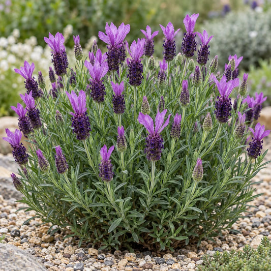 Flirt Purple Lavender: A Freely Branching Spanish Lavender