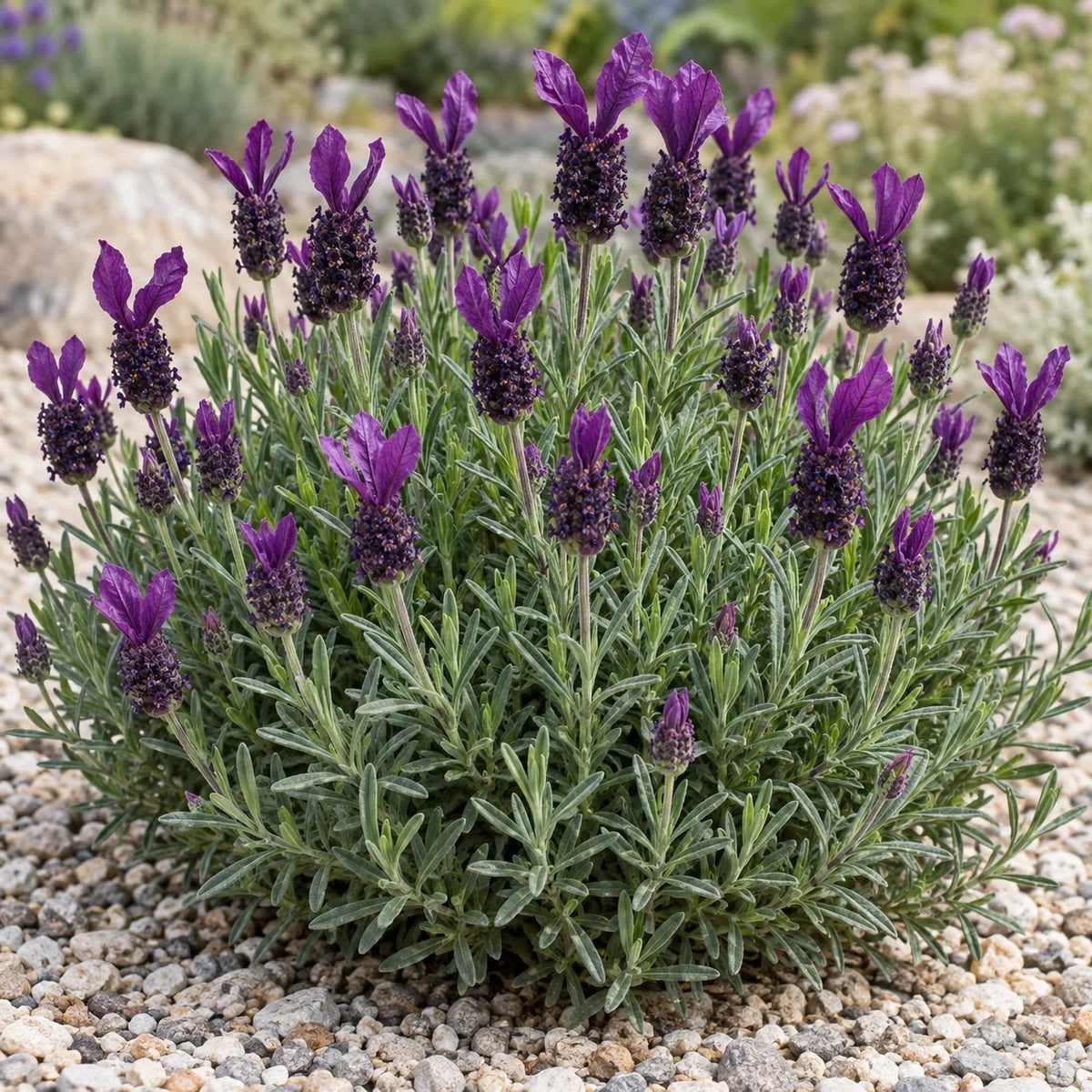 Anouk Deluxe 16054 Lavender: The Shortest Anouk for Tabletop Pots