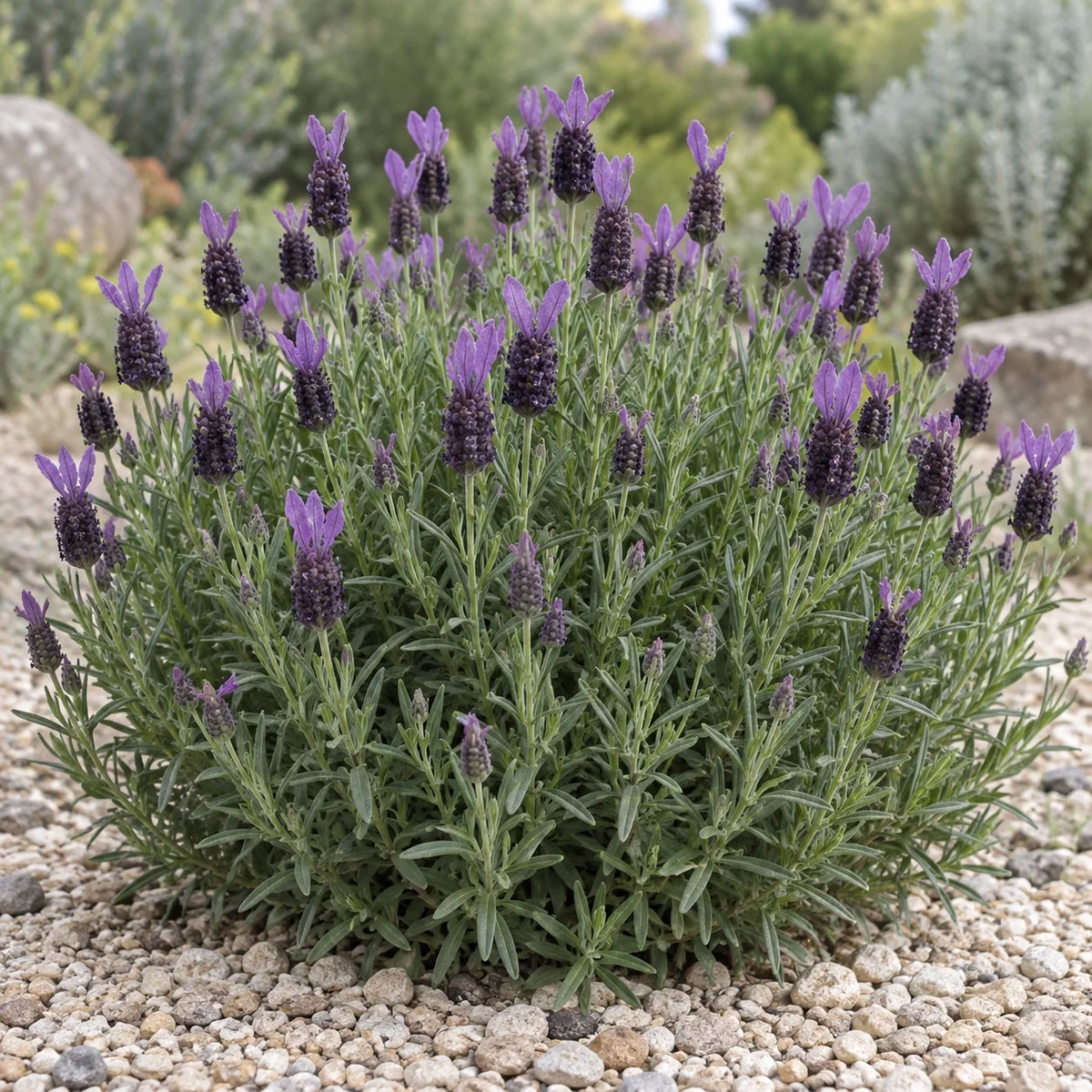 AGRI812 Lavender: A Pocket-Size Spanish Lavender for Small Pots