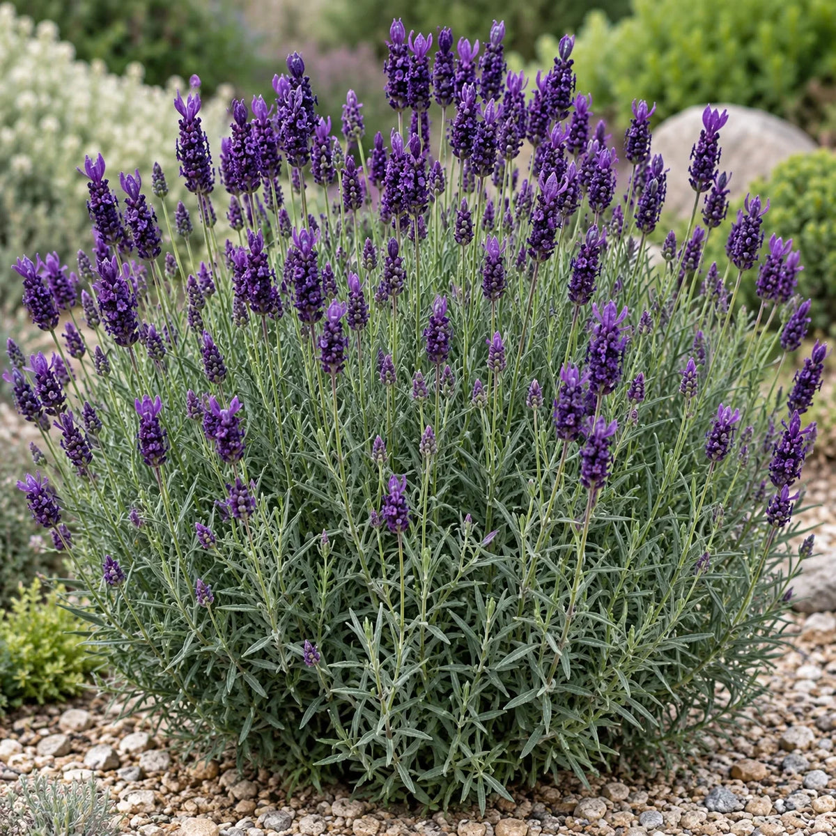 Larkman Hazel Lavender: A Big Spring Bloomer with Butterfly Roots