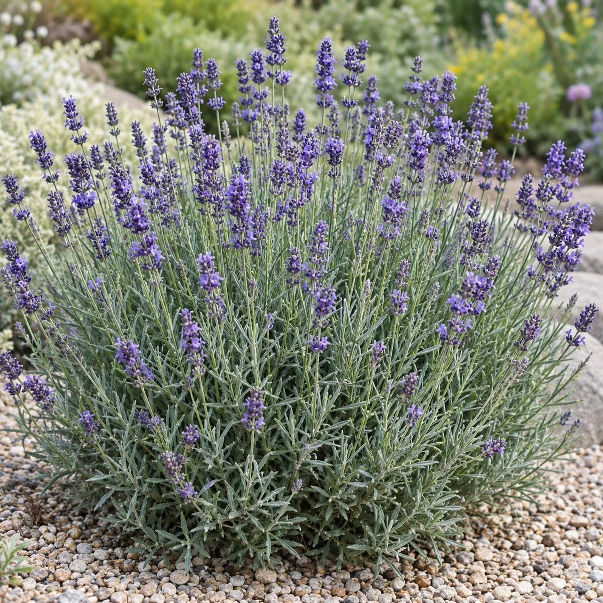 Common English Lavender: The Workhorse Lavender, Unnamed and Variable